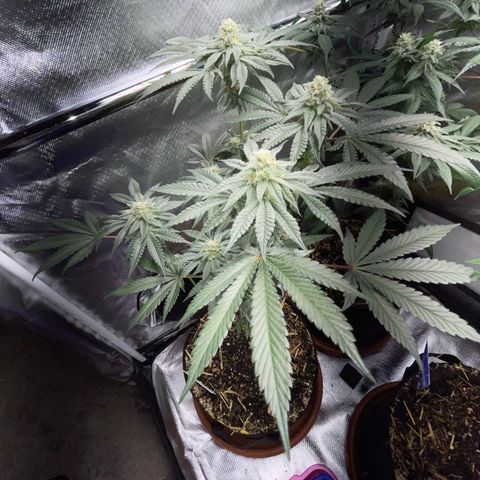 Cereal Milk Fem by KilliczGe growlog timeline photo