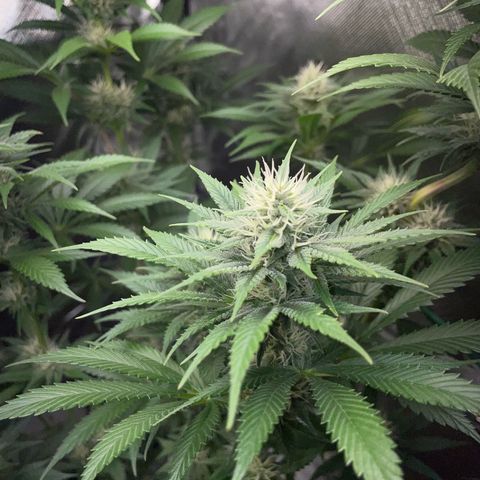 Tangerine Dream Fem by KilliczGe growlog timeline photo