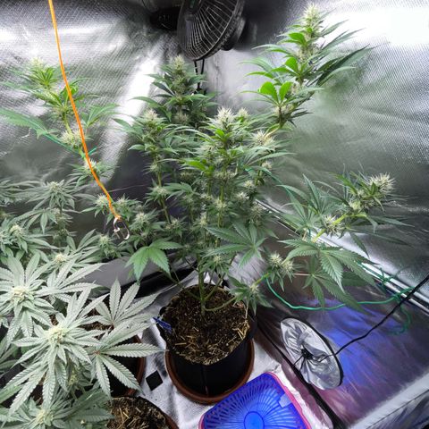Tangerine Dream Fem by KilliczGe growlog timeline photo