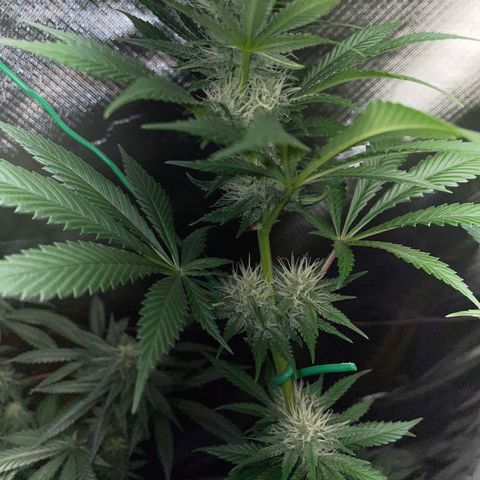 Tangerine Dream Fem by KilliczGe growlog timeline photo