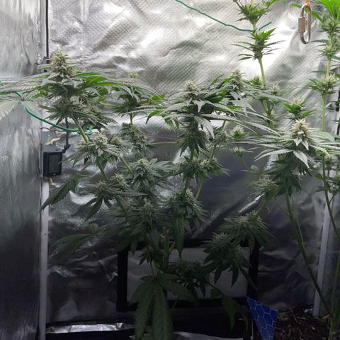 Girl Scout Cookies Fem by KilliczGe growlog timeline photo