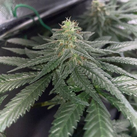 Girl Scout Cookies Fem by KilliczGe growlog timeline photo