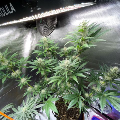 Tangerine Dream Fem by KilliczGe growlog timeline photo