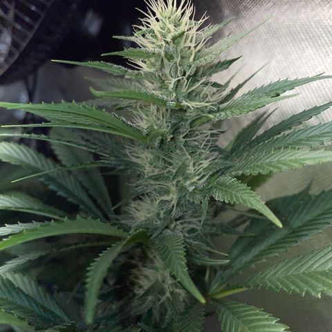 Tangerine Dream Fem by KilliczGe growlog timeline photo