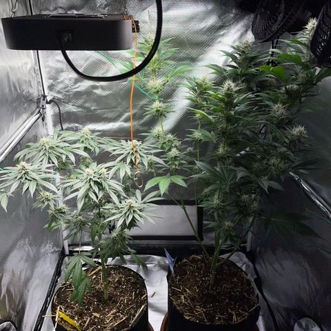 Girl Scout Cookies Fem by KilliczGe growlog timeline photo