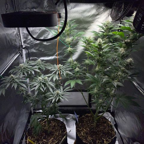 Girl Scout Cookies Fem by KilliczGe growlog timeline photo