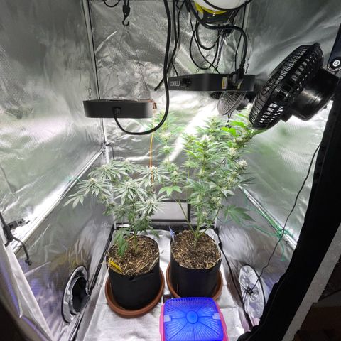 Girl Scout Cookies Fem by KilliczGe growlog timeline photo