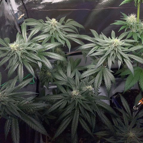 Girl Scout Cookies Fem by KilliczGe growlog timeline photo