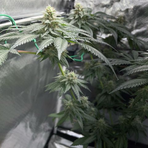 Girl Scout Cookies Fem by KilliczGe growlog timeline photo