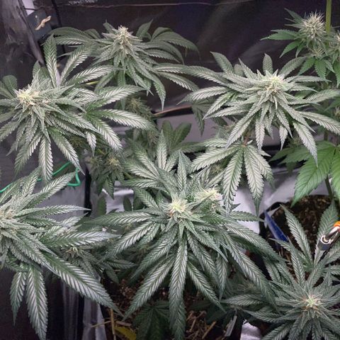 Girl Scout Cookies Fem by KilliczGe growlog timeline photo