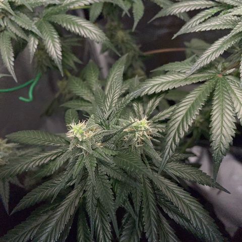 Girl Scout Cookies Fem by KilliczGe growlog timeline photo