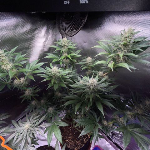 Tangerine Dream Fem by KilliczGe growlog timeline photo