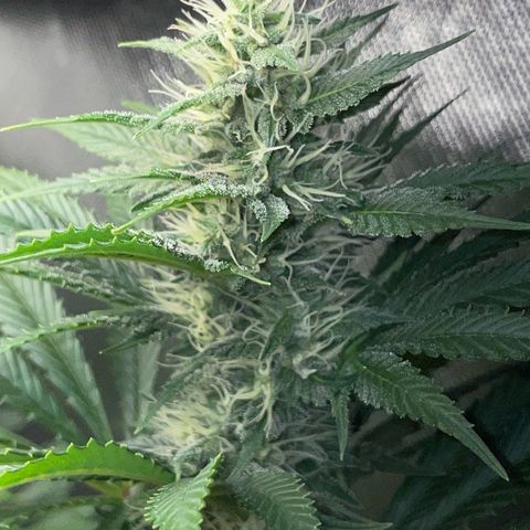 Tangerine Dream Fem by KilliczGe growlog timeline photo
