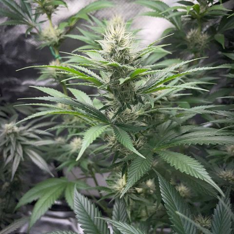 Tangerine Dream Fem by KilliczGe growlog timeline photo