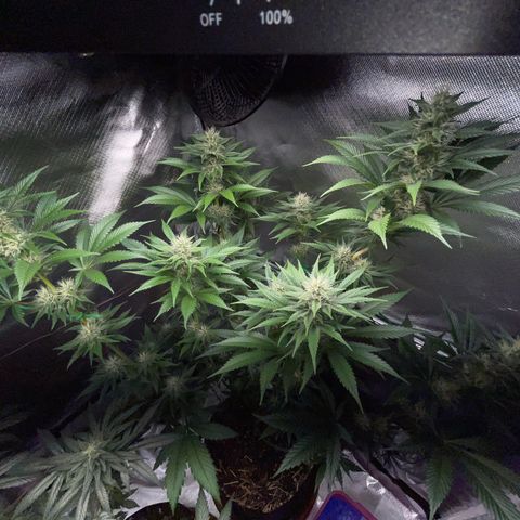 Tangerine Dream Fem by KilliczGe growlog timeline photo