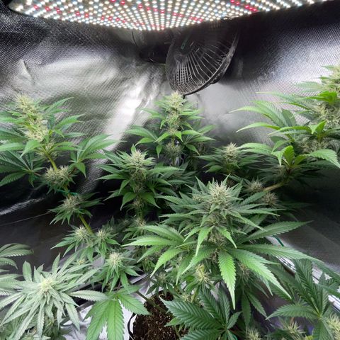 Tangerine Dream Fem by KilliczGe growlog timeline photo