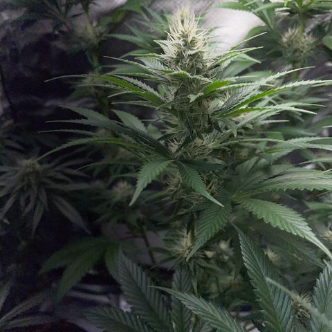 Tangerine Dream Fem by KilliczGe growlog timeline photo