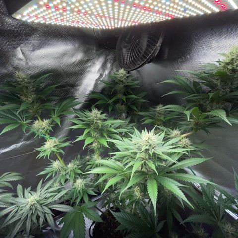 Tangerine Dream Fem by KilliczGe growlog timeline photo