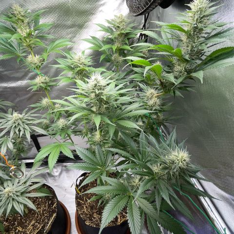 Tangerine Dream Fem by KilliczGe growlog timeline photo