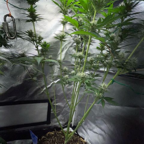 Tangerine Dream Fem by KilliczGe growlog timeline photo