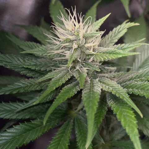 Tangerine Dream Fem by KilliczGe growlog timeline photo