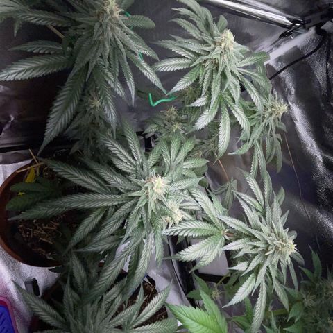 Girl Scout Cookies Fem by KilliczGe growlog timeline photo