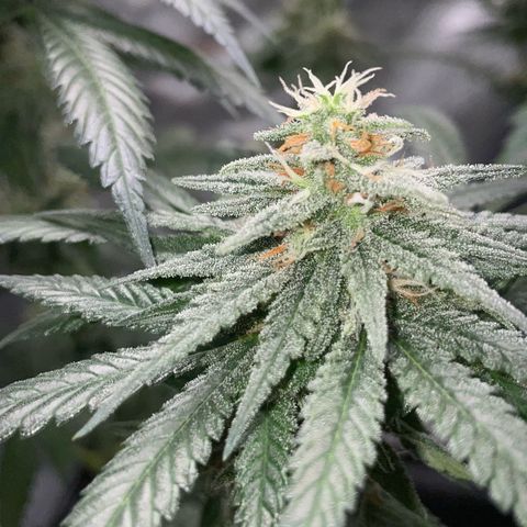 Girl Scout Cookies Fem by KilliczGe growlog timeline photo