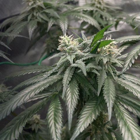 Girl Scout Cookies Fem by KilliczGe growlog timeline photo