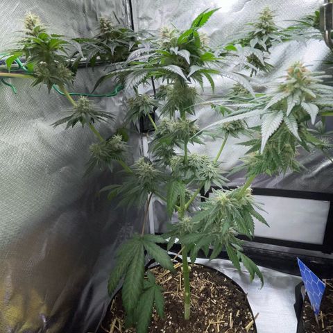 Girl Scout Cookies Fem by KilliczGe growlog timeline photo
