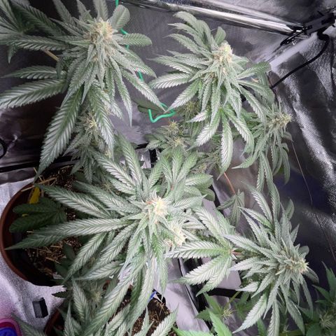 Girl Scout Cookies Fem by KilliczGe growlog timeline photo