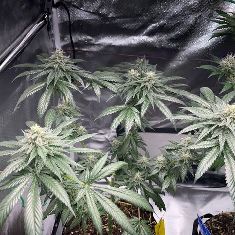 Girl Scout Cookies Fem by KilliczGe growlog timeline photo