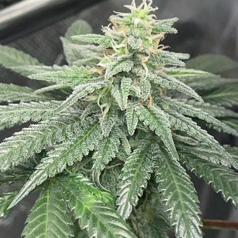 Girl Scout Cookies Fem by KilliczGe growlog timeline photo