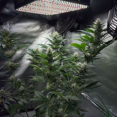 Tangerine Dream Fem by KilliczGe growlog timeline photo