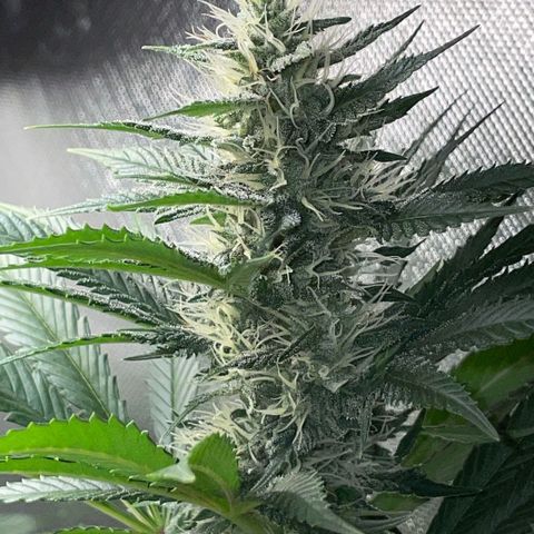 Tangerine Dream Fem by KilliczGe growlog timeline photo