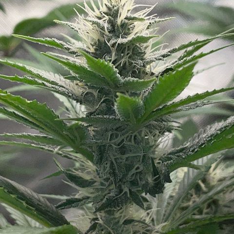Tangerine Dream Fem by KilliczGe growlog timeline photo