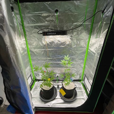 Late Outdoor season 25 - turned inside :D 1 AK48#2 auto  growlog timeline photo