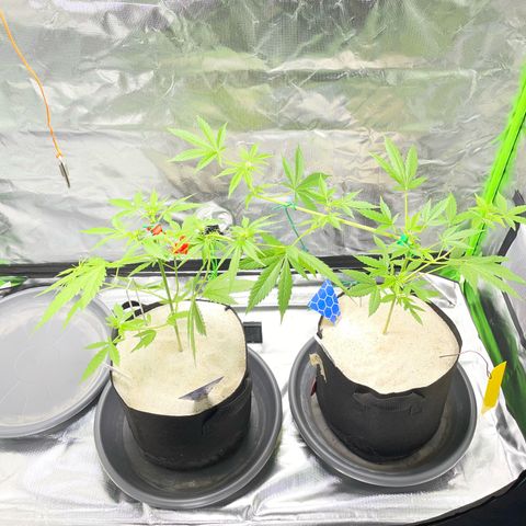 Late Outdoor season 25 - turned inside :D 1 AK48#2 auto  growlog timeline photo