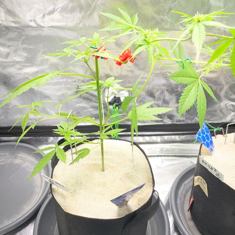 Late Outdoor season 25 - turned inside :D 1 AK48#2 auto  growlog timeline photo
