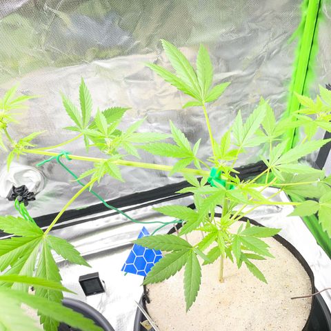 Late Outdoor season 25 - turned inside :D 1 AK48#2 auto  growlog timeline photo