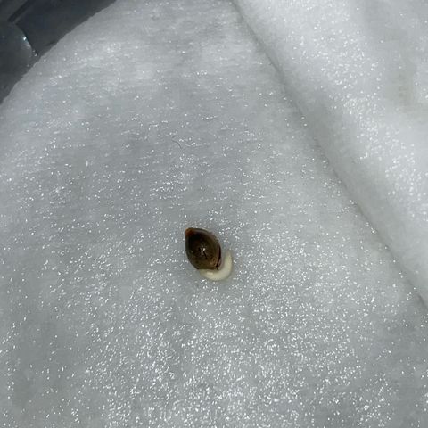 Purple Punch Automatic by KilliczGe growlog photo