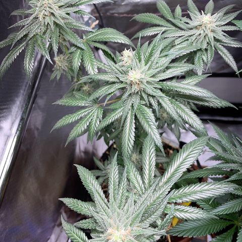 Girl Scout Cookies Fem by KilliczGe growlog timeline photo