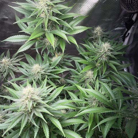Tangerine Dream Fem by KilliczGe growlog timeline photo
