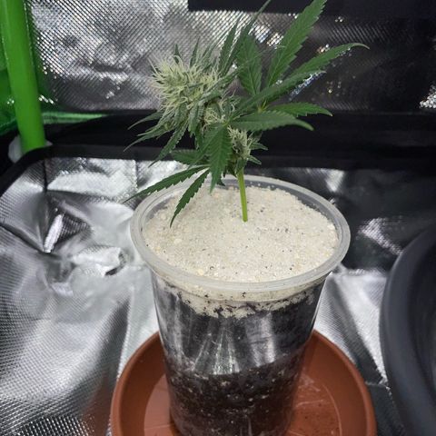 Tangerine Dream Fem by KilliczGe growlog timeline photo