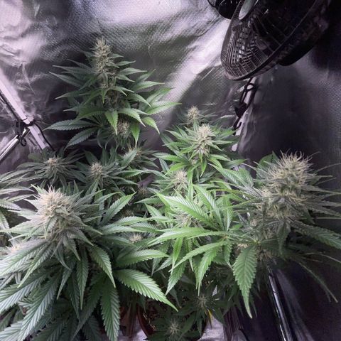 Tangerine Dream Fem by KilliczGe growlog timeline photo