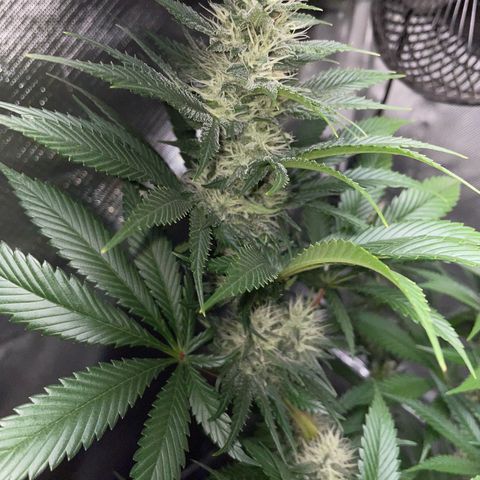 Tangerine Dream Fem by KilliczGe growlog timeline photo