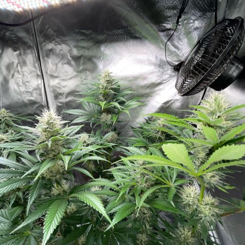 Tangerine Dream Fem by KilliczGe growlog timeline photo