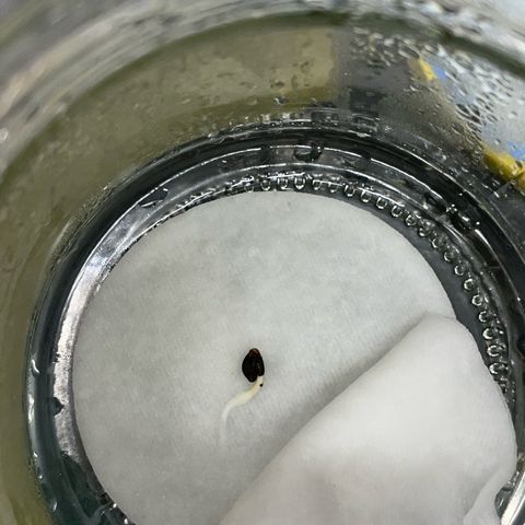 White Widow Automatic by KilliczGe growlog photo