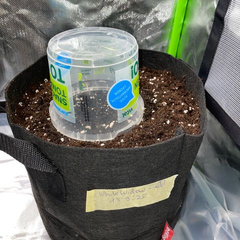 White Widow Automatic by KilliczGe growlog photo