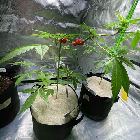 Late Outdoor season 25 - turned inside :D 1 AK48#2 auto  growlog timeline photo