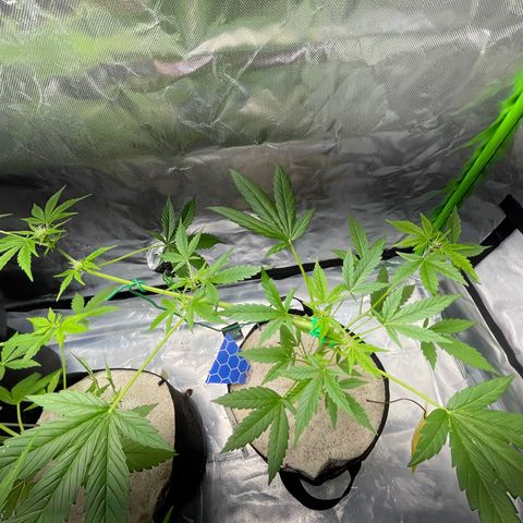 Late Outdoor season 25 - turned inside :D 1 AK48#2 auto  growlog timeline photo